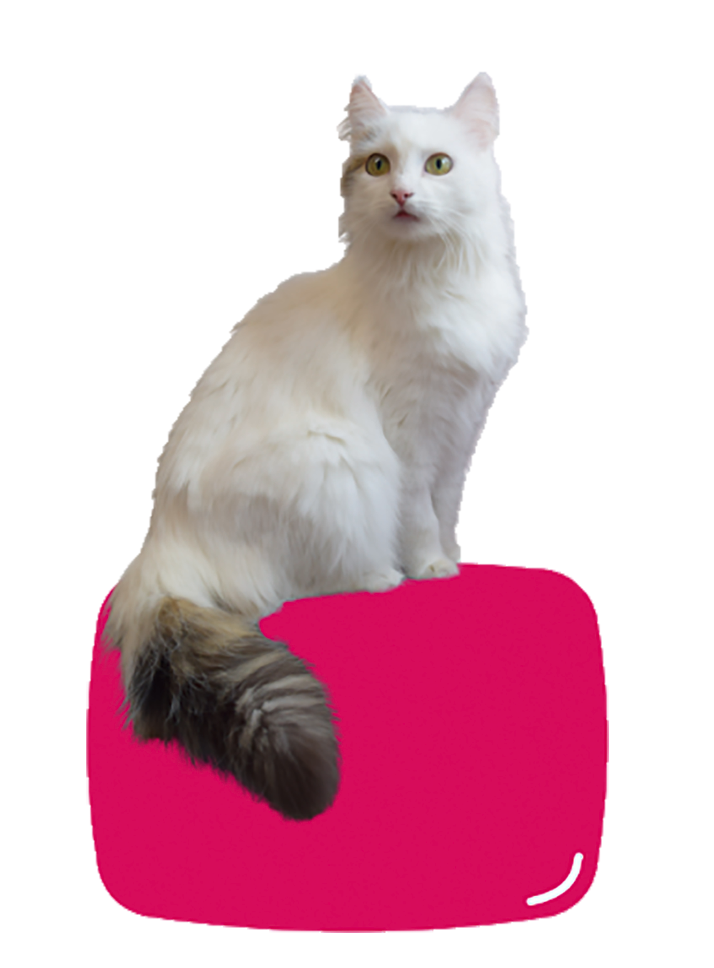 Cat-on-Pink-cut-out