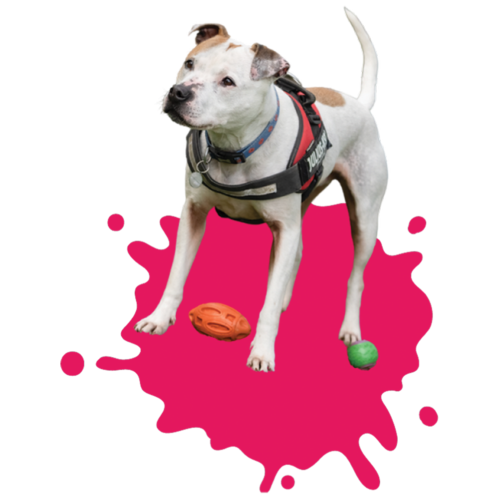 Dog-Splash-cut-out-2