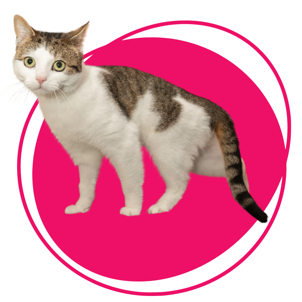 Repeat-Medications-cat